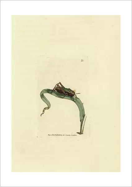 Green grasshopper, Omocestus viridulus (Gryllus viridulus). Handcoloured copperplate engraving by James Sowerby from The British Miscellany, or Coloured figures of new, rare, or little known animal subjects