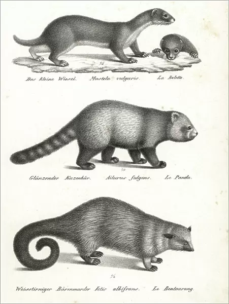 Least weasel, Mustela nivalis 1, red panda, Ailurus fulgens 2, vulnerable, and bearcat, Arctictis binturong 3, vulnerable. Lithograph by Karl Joseph Brodtmann from Heinrich Rudolf Schinz's Illustrated Natural History of Men and Animals, 1836