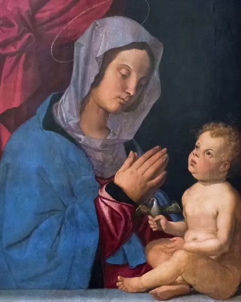 Madonna and child, c. 1503 (oil on wood panel)