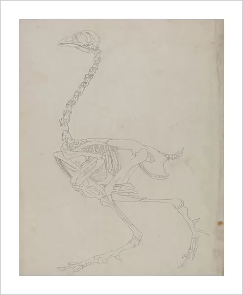 Study of a Fowl, Lateral View, from A Comparative Anatomical Exposition of the Structure of the Human Body with that of a Tiger and a Common Fowl, 1795-1806 (graphite on thin wove paper)