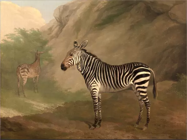 Zebra, Jacques-Laurent Agasse, 1767-1849, Swiss