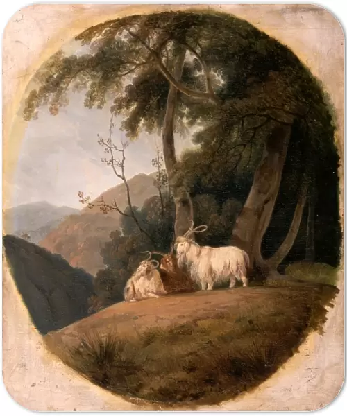 Kashmir Goats, William Daniell, 1769-1837, British