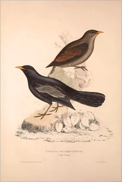 Turdus Poecilopterus, Aztec Thrush. Birds from the Himalaya Mountains, engraving