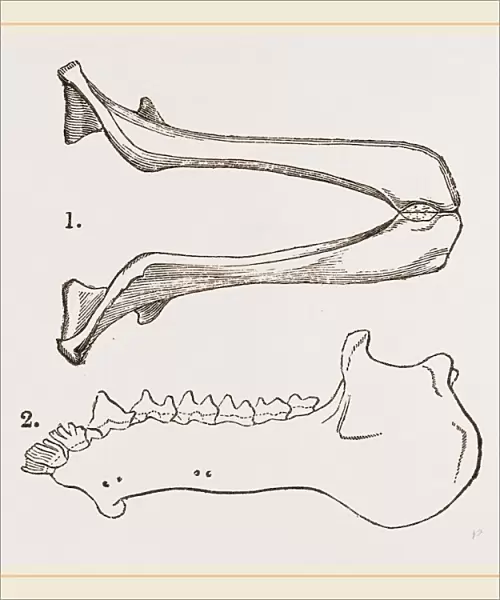 Lower Jaw and Teeth of Galeopithecus Philippinensis
