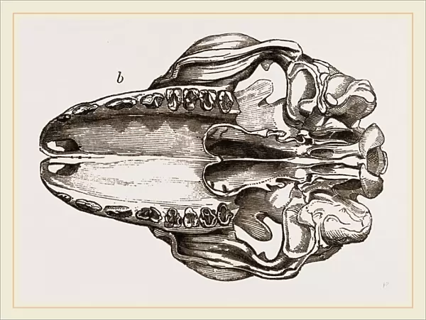 Skull of Galeopithecus Temminckii