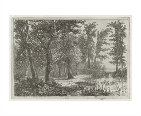 forest scene with a natural pond with ducks, print maker: Hermanus Jan Hendrik van