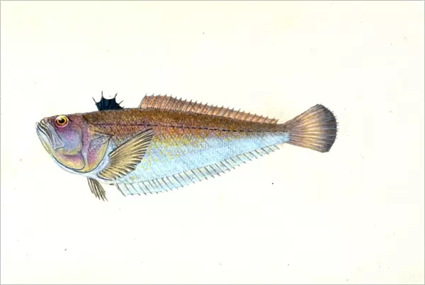Weever, Trachinus Draco, British fishes, Donovan, E. (Edward), 1768-1837, (Author)