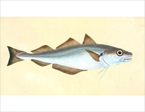 Whiting, Gadus Merlangius, 1803, British fishes, Donovan, E. (Edward), 1768-1837