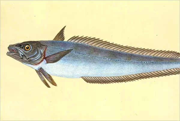 Hake, Gadus Merluccius, British fishes, Donovan, E. (Edward), 1768-1837, (Author)