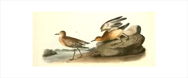Buff-breasted Sandpiper. 1. Male. 2. Female. Audubon, John James, 1785-1851