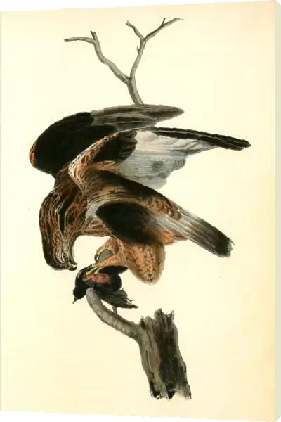 Rough-legged Buzzard. Audubon, John James, 1785-1851