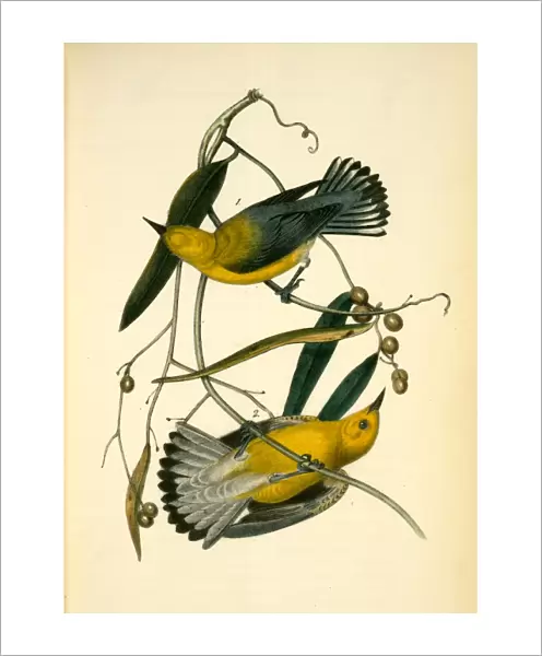 Prothonotary Swamp-Warbler. 1. Male. 2. Female. (Cane Vine. ), Audubon, John James