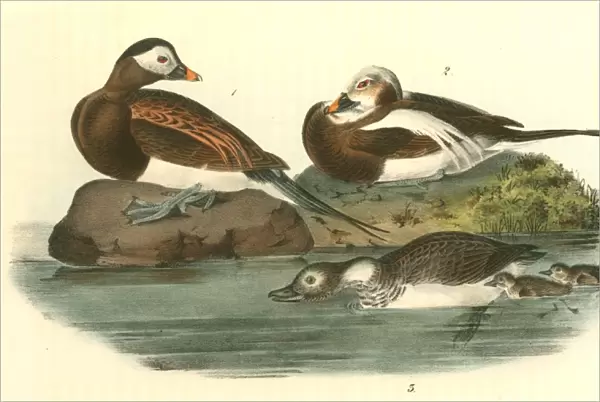 Long-tailed Duck. 1. Male, Summer Plumage. 2. Male in Winter. 3. Female and Young