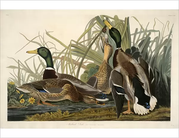 Robert Havell after John James Audubon, Mallard Duck, American, 1793 - 1878, 1834