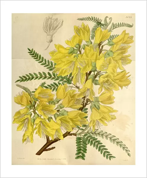Botanical Print by Walter Hood Fitch 1817 aaa 1892, W