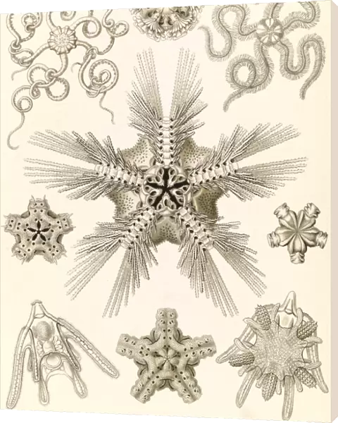 Illustration shows marine invertebrates related to starfish. Ophiodea. - Schlangensterne