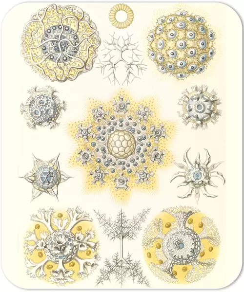 Illustration shows microorganisms. Polycyttaria