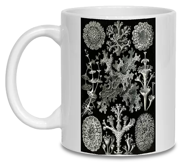Illustration shows lichens. Lichenes. - Flechten, 1 print : photomechanical; sheet