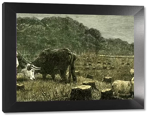 canada, farm life, livestock, cattle, grazing, pasture, 1880, vintage, old print