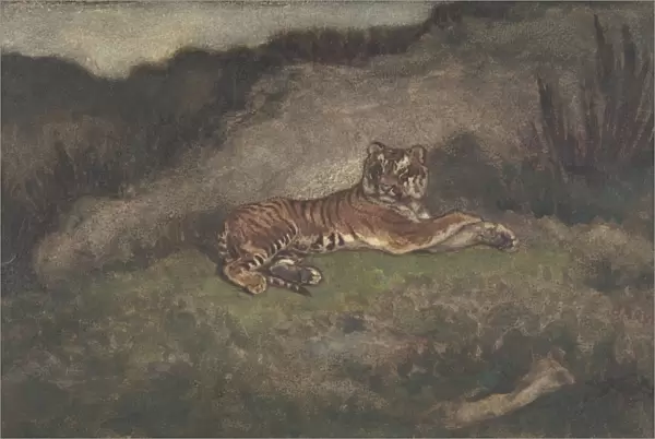 Tiger 1810-75 Watercolor heavy wove paper Sheet