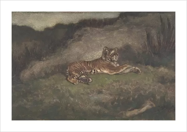 Tiger 1810-75 Watercolor heavy wove paper Sheet