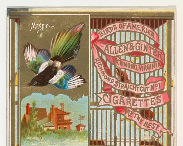 Magpie Birds America series N37 Allen & Ginter Cigarettes