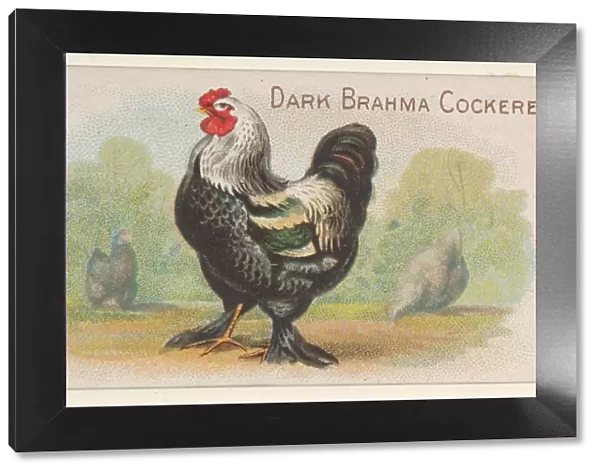Dark Brahma Cockerel Prize Game Chickens series