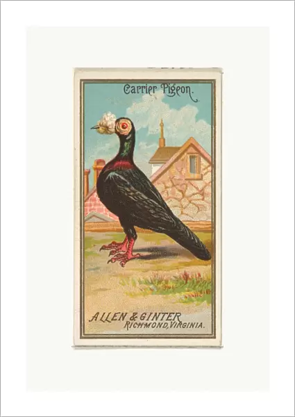 Carrier Pigeon Birds America series N4 Allen & Ginter Cigarettes Brands