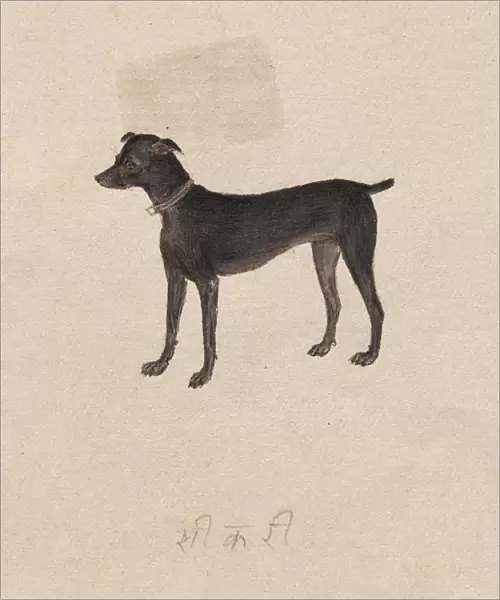 Dog 1800s India Company School 19th century Color