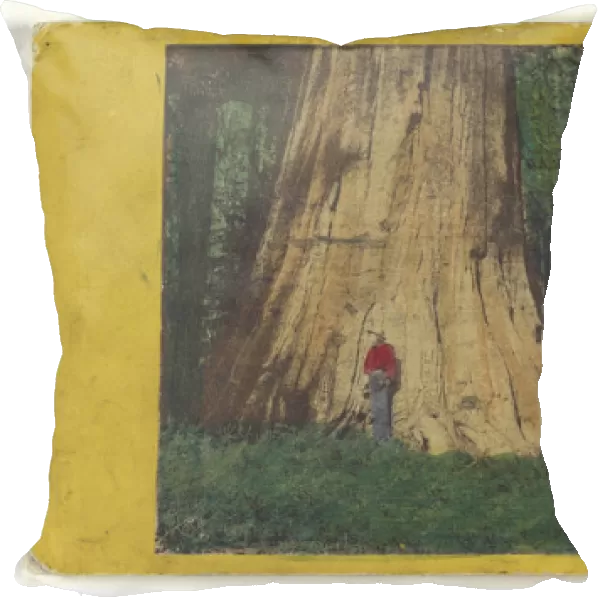 Big Tree Mariposa Grove 94 feet Circumference