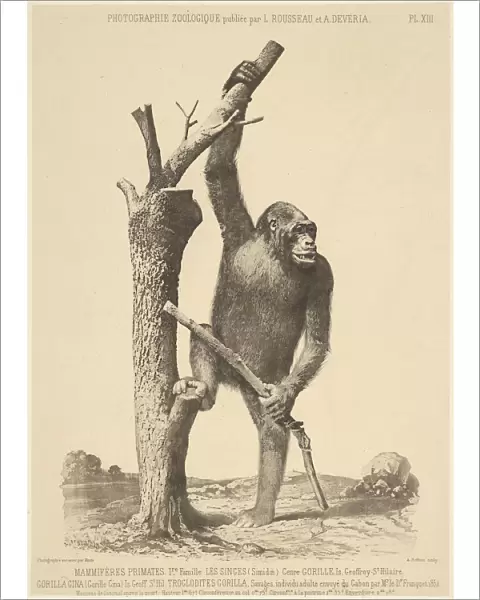 Gorilla Bisson Freres French active 1840 1864