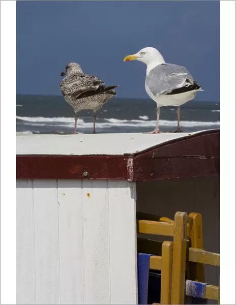 Herring Gull adult and immature standing on beach hut