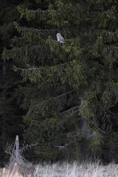 Ural Owl in spruce, Strix uralensis