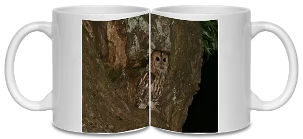 Tawny Owl perched in tree, Strix aluco