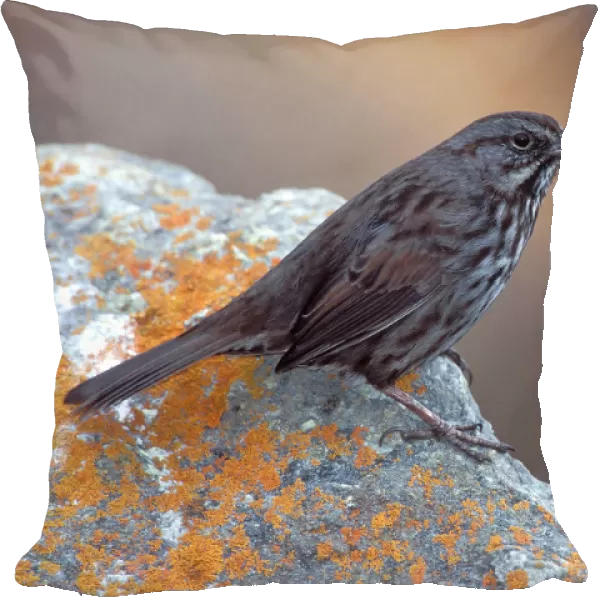 Song Sparrow at Homer Alaska, Melospiza melodia