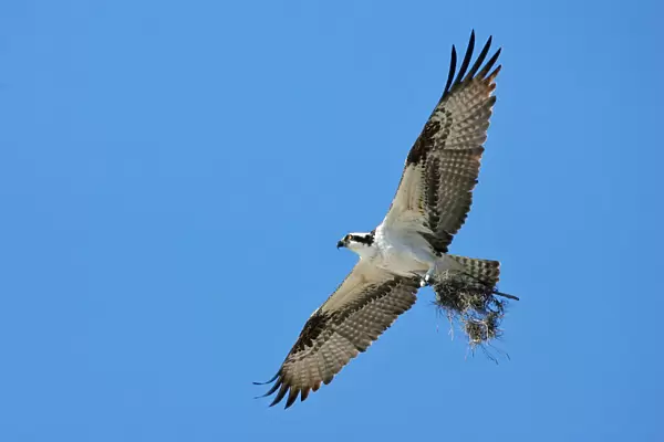 American Osprey, United States
