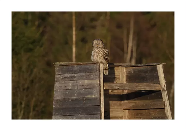Ural Owl perched on wooden construction, Strix uralensis