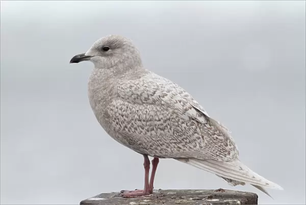 Iceland Gull in first winter plumage, Larus glaucoides