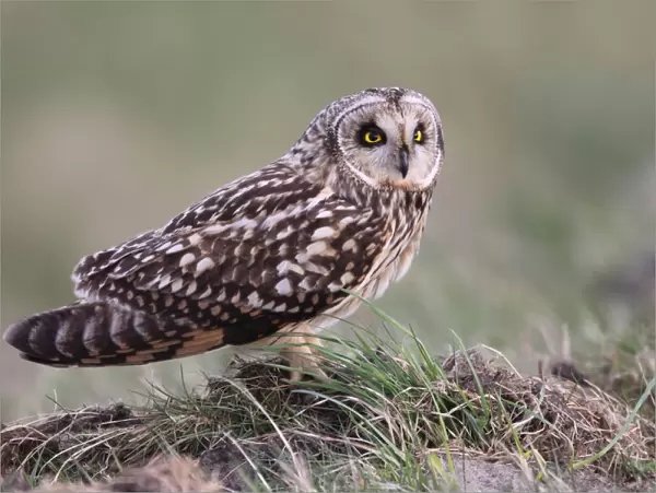 Short-eared Owl perched on the ground, Asio flammeus