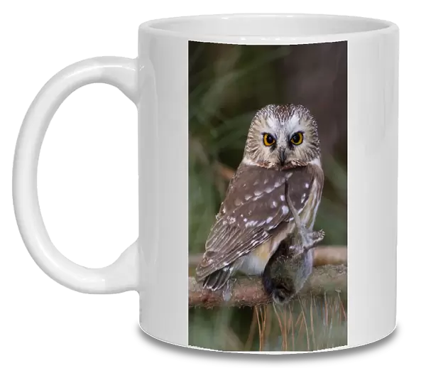 Northern Saw-whet Owl, Aegolius acadicus, United States