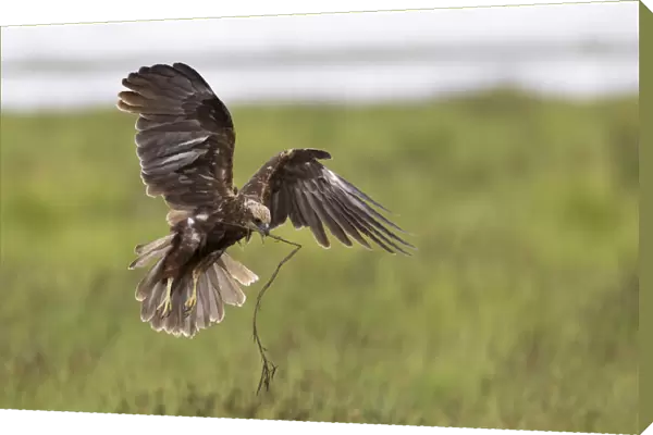 Female Marsh Harrier in flight with nesting material, Turkey