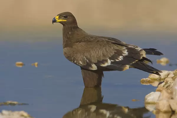 Juvenile Steppe Eagle at water hole, Aquila nipalensis, Oman