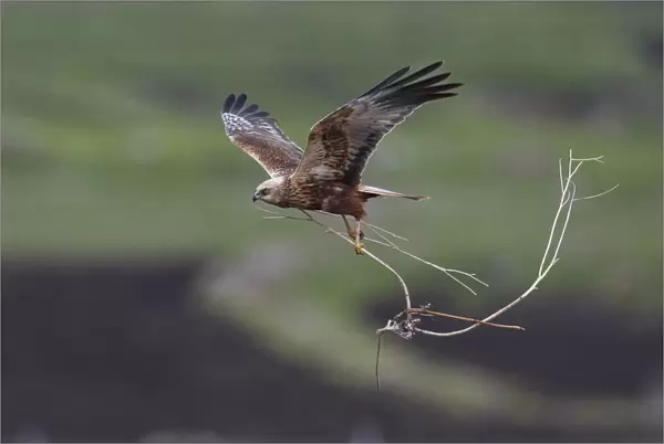 Male Marsh Harrier in flight with nesting material, Turkey