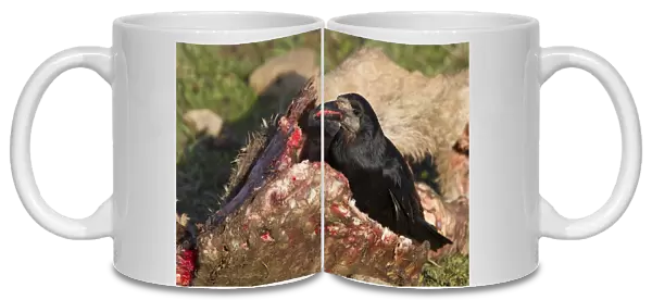 Rook on dead animal, Corvus frugilegus, Turkey