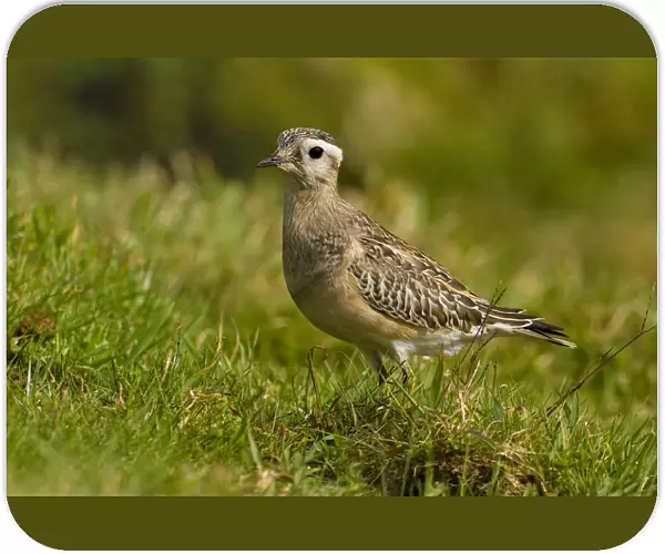 Eurasian Dotterel perched in grass, Charadrius morinellus, Portugal