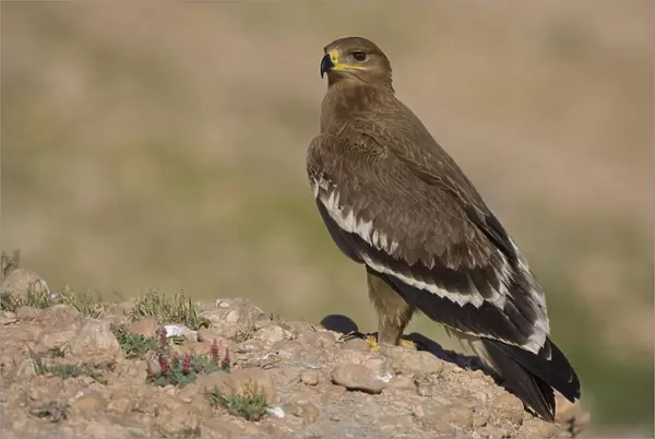 Juvenile Steppe Eagle on the ground, Aquila nipalensis, Oman
