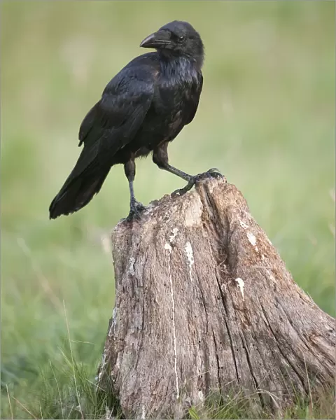 Common Raven on trunk, Germany