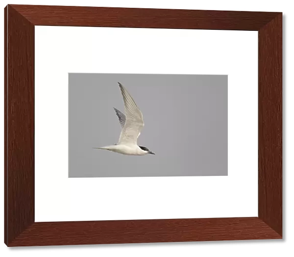 Gull-billed Tern adult flying, Gelochelidon nilotica, Kuwait