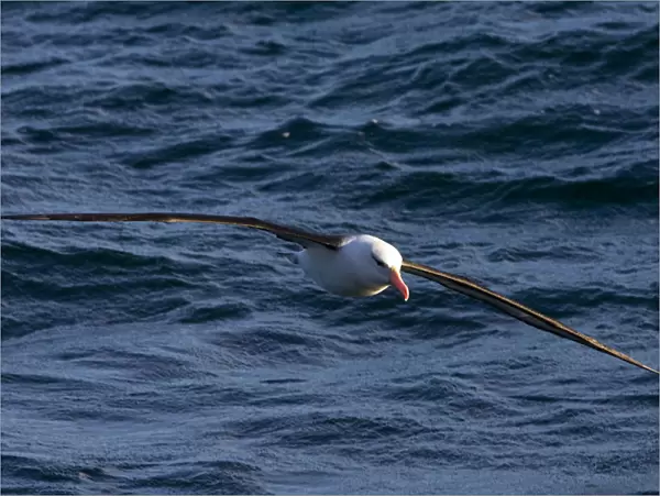 Thalassarche melanophrys, Black-browed Albatross, Thalassarche melanophris