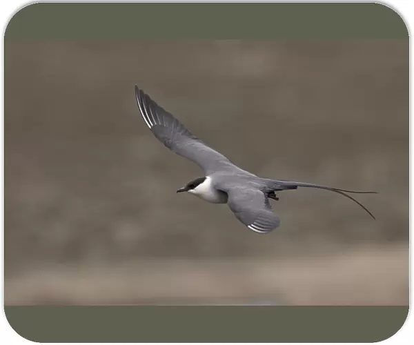 Long-tailed Skua flying